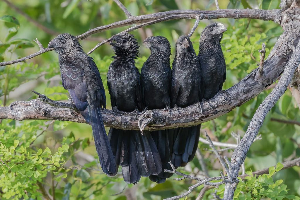Mulher cria amizade duradoura com um gaio-azul que ela alimentou quando filhote