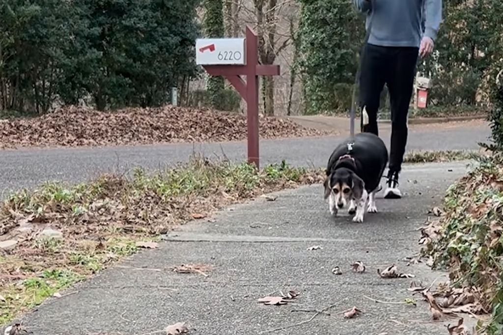 Pai adotivo achou que uma beagle de 32 quilos tinha sido geneticamente modificada