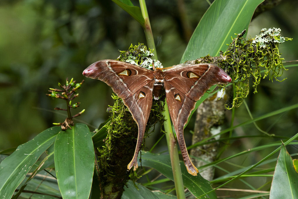 A mariposa-H�rcules faz jus ao seu nome, mas ela n�o � a maior do mundo