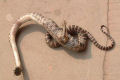 Capturam cobra com uma pata na China