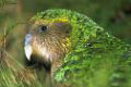 O Kakapo, espécie em perigo crítico de extinção