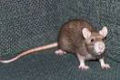 Camponês bengali mata 83 mil ratos