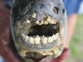 Tem dentição humana, mas é um peixe