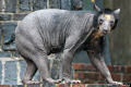Dolores, a ursa pelada de um zoológico alemão