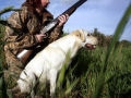 Cão fere dois caçadores com um só disparo