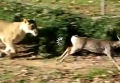 Veadinho salta na área dos leões e escapa com vida