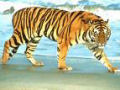 Verdadeira emergência ecológica: Só restam  3.200 tigres silvestres no planeta!