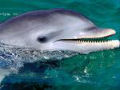 Cientistas dizem que golfinhos deveriam ser tratados como pessoas não humanas 