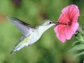 Pondo a prova as habilidades do colibri 