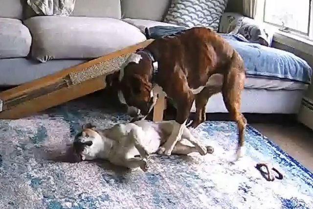 Boxer heroico entra em ao para manter seu irmo canino vivo por trs horas durante uma crise epilptica