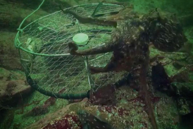O momento incrvel em que um polvo engana um pescador de caranguejo e rouba sua pesca