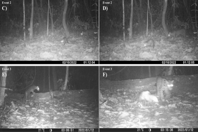 Cientistas ficam perplexos com vdeo de jaguatiricas e gambs brincando juntos