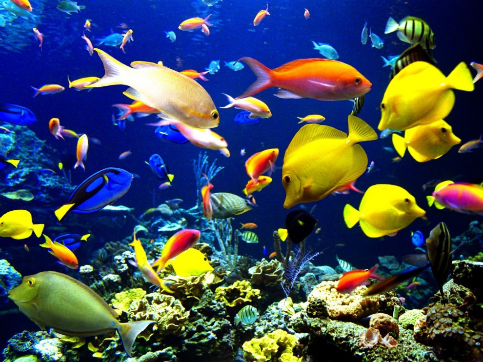 A beleza colorida estontenate do mundo subaqutico 02