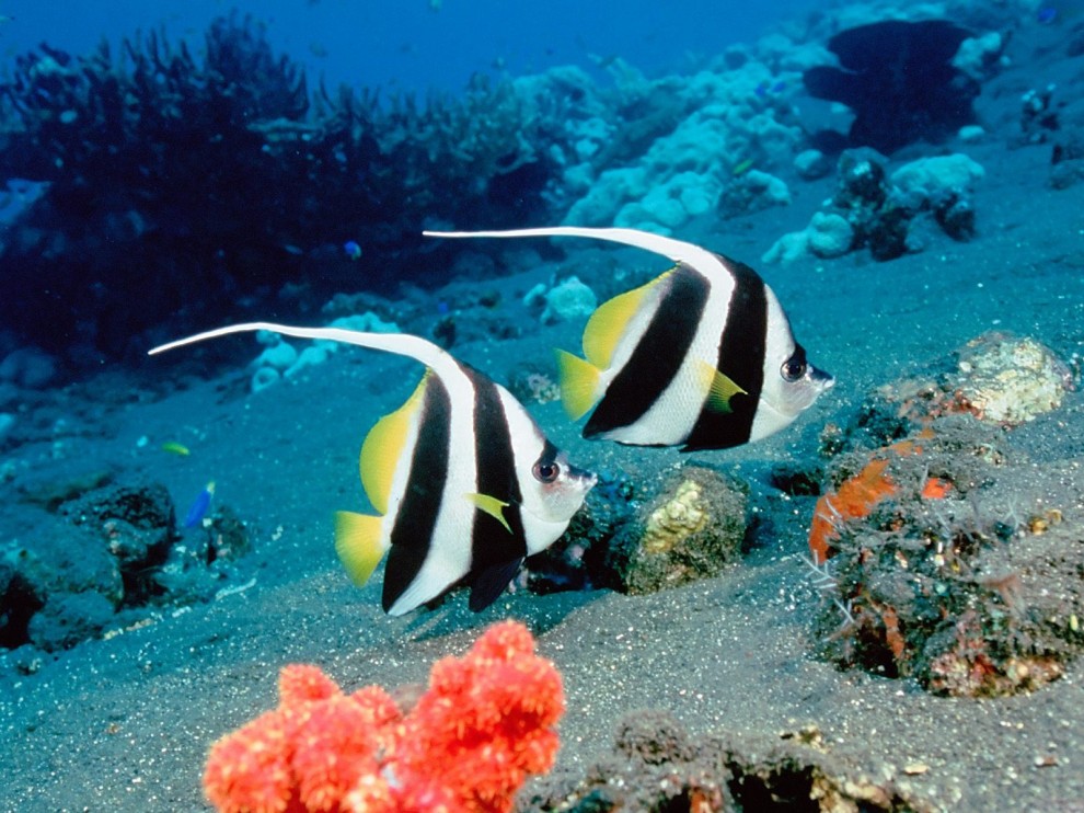 A beleza colorida estontenate do mundo subaqutico 03