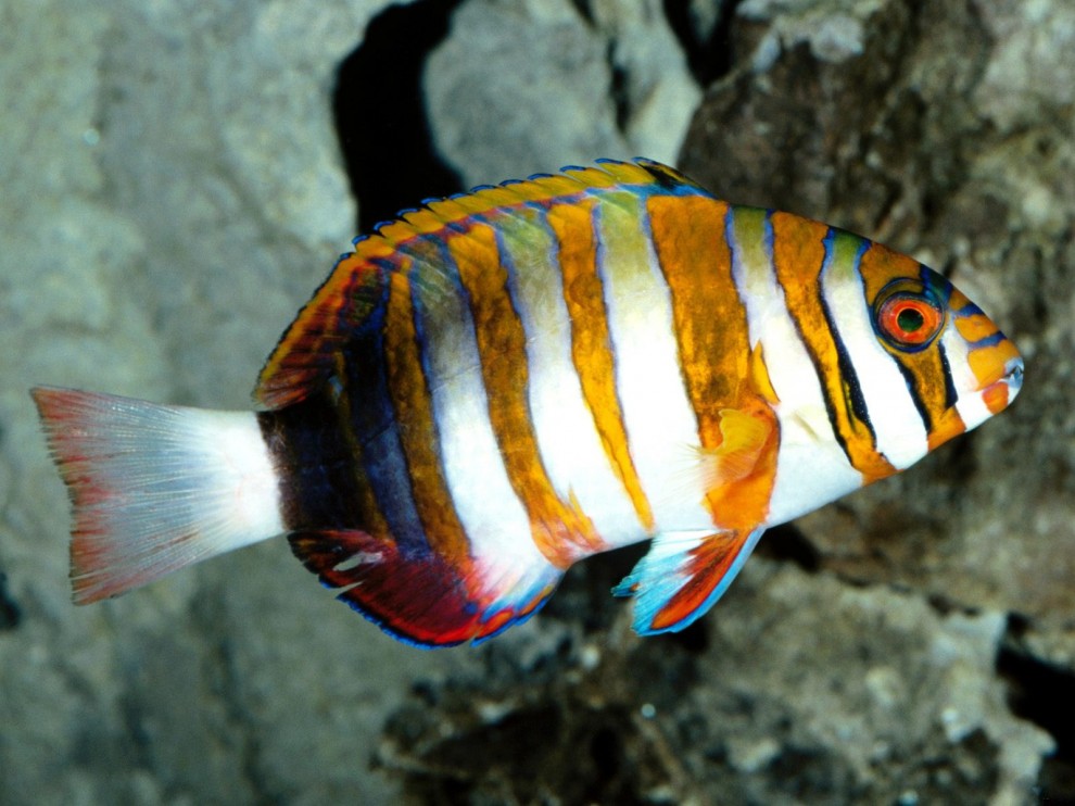 A beleza colorida estontenate do mundo subaqutico 05