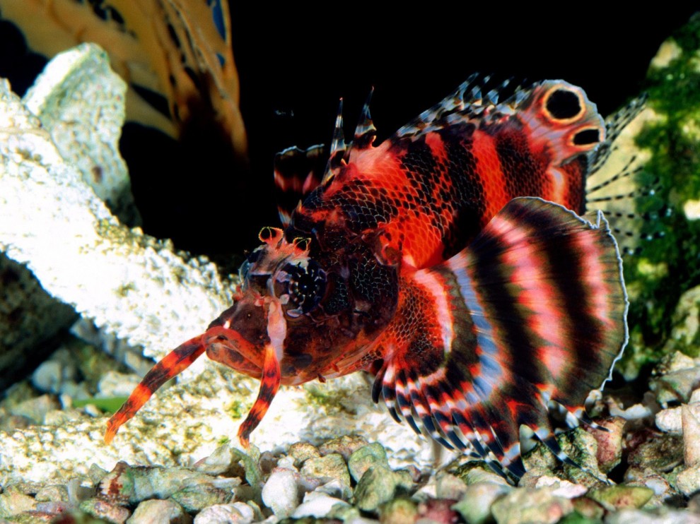 A beleza colorida estontenate do mundo subaqutico 11