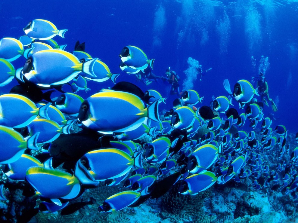 A beleza colorida estontenate do mundo subaqutico 12