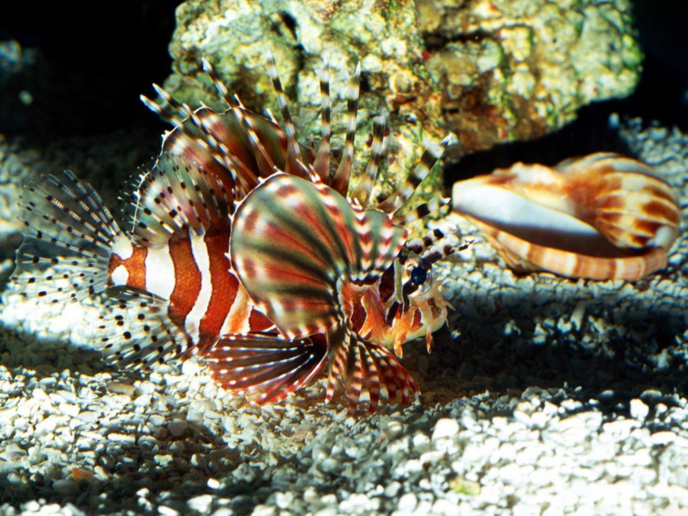A beleza colorida estontenate do mundo subaqutico 13