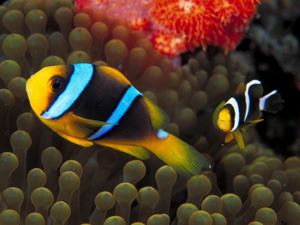 A beleza colorida estontenate do mundo subaqutico 14