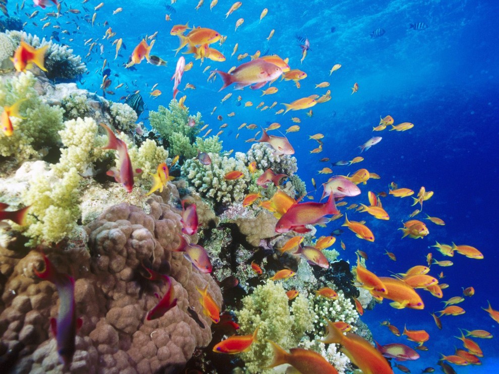 A beleza colorida estontenate do mundo subaqutico 17