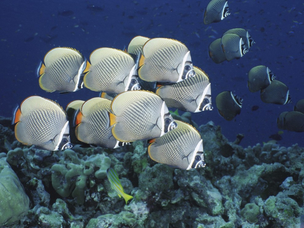 A beleza colorida estontenate do mundo subaqutico 18