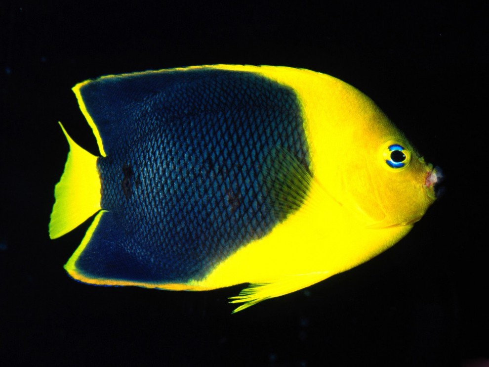 A beleza colorida estontenate do mundo subaqutico 20