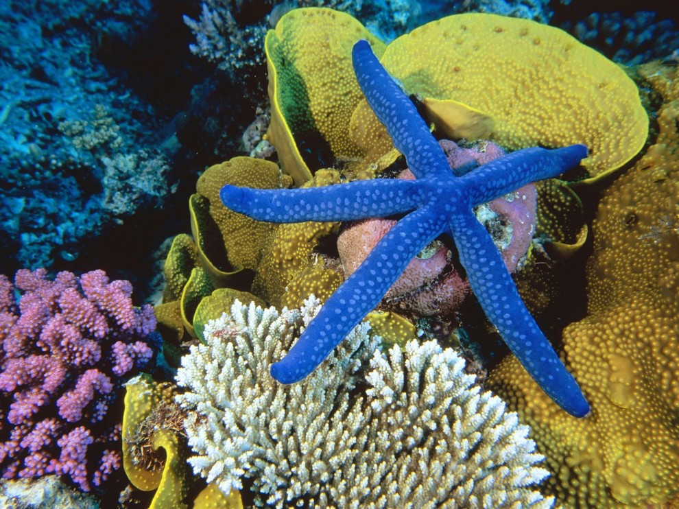 A beleza colorida estontenate do mundo subaqutico 24