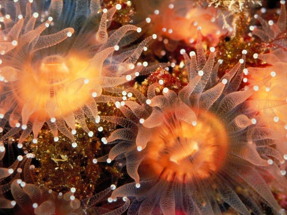 A beleza colorida estontenate do mundo subaqutico 25