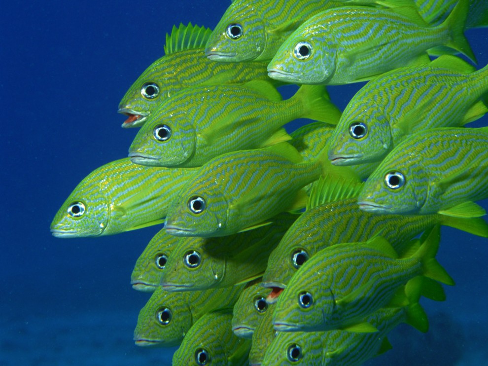 A beleza colorida estontenate do mundo subaqutico 27