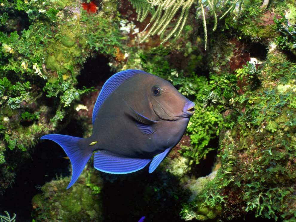 A beleza colorida estontenate do mundo subaqutico 29