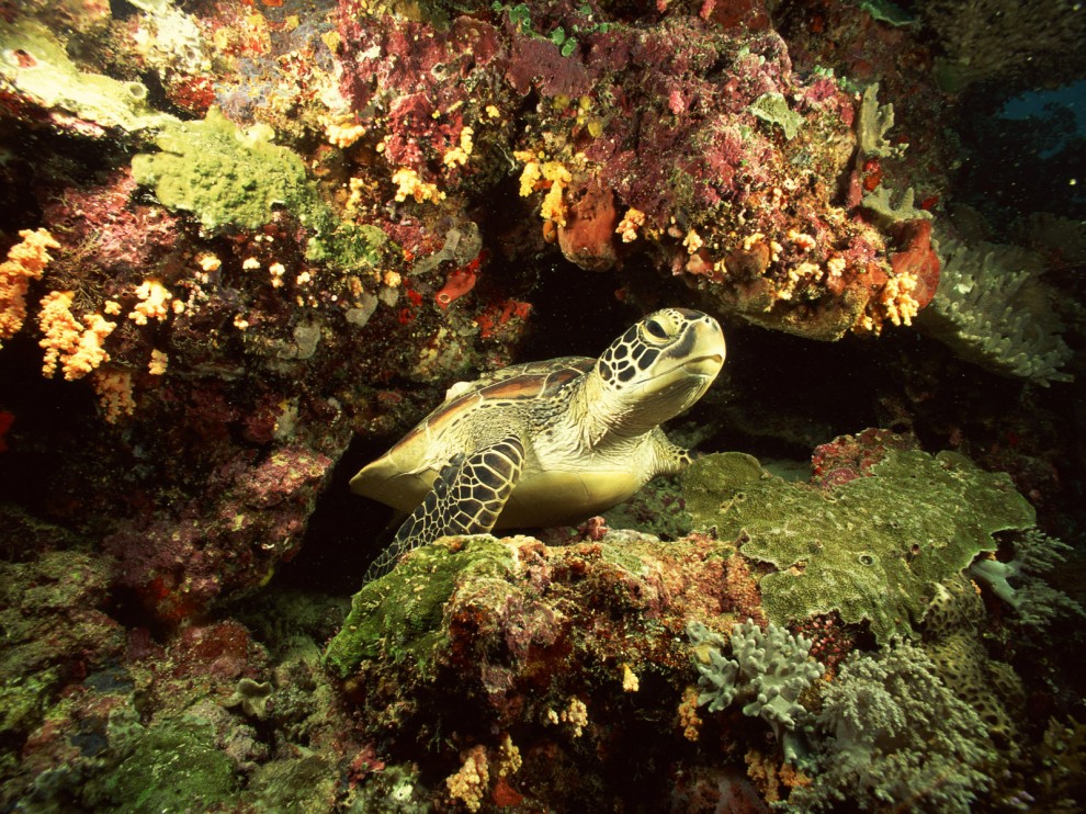 A beleza colorida estontenate do mundo subaqutico 30