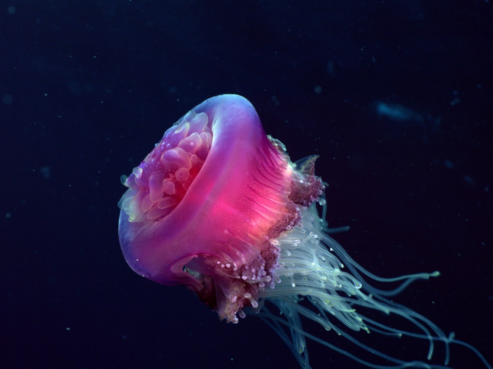 A beleza colorida estontenate do mundo subaqutico 38