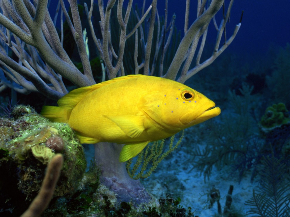 A beleza colorida estontenate do mundo subaqutico 39