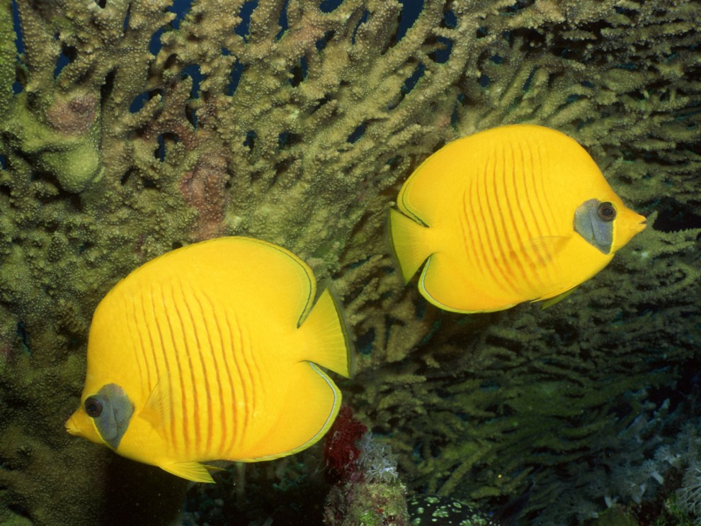 A beleza colorida estontenate do mundo subaqutico 40