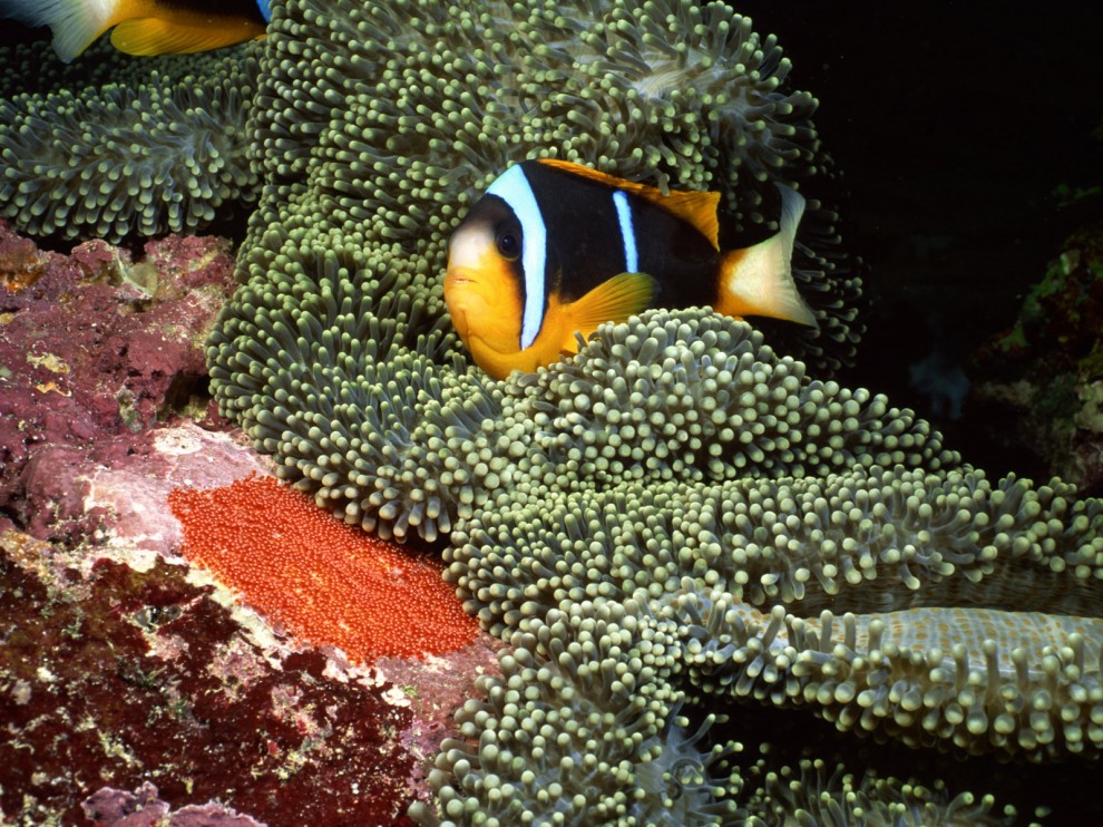 A beleza colorida estontenate do mundo subaqutico 42