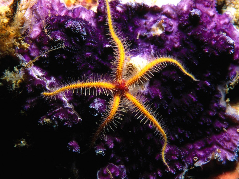 A beleza colorida estontenate do mundo subaqutico 43