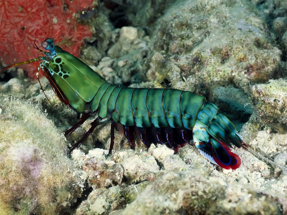 A beleza colorida estontenate do mundo subaqutico 46