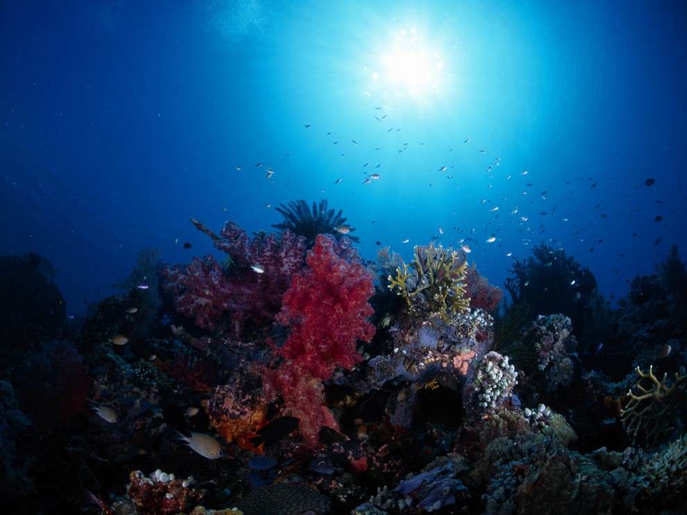A beleza colorida estontenate do mundo subaqutico 49