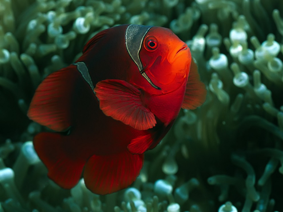 A beleza colorida estontenate do mundo subaqutico 50