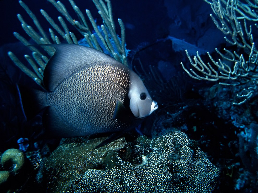 A beleza colorida estontenate do mundo subaqutico 51