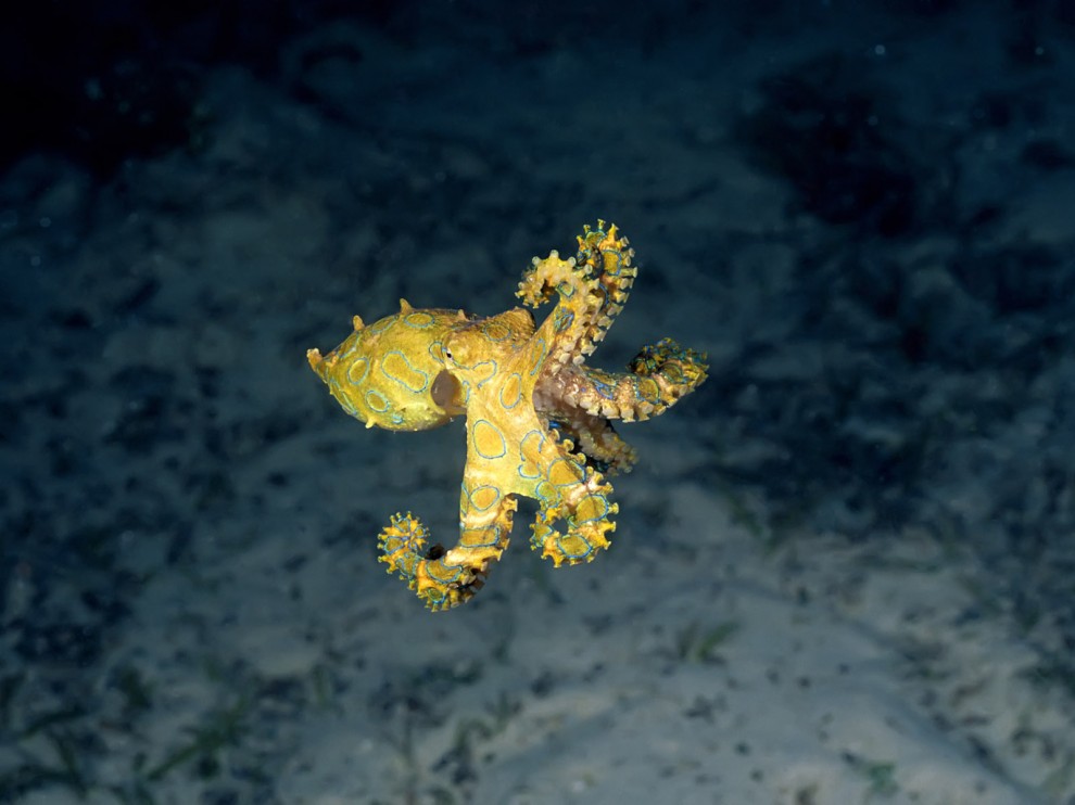 A beleza colorida estontenate do mundo subaqutico 53