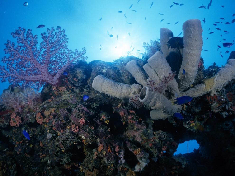 A beleza colorida estontenate do mundo subaqutico 54