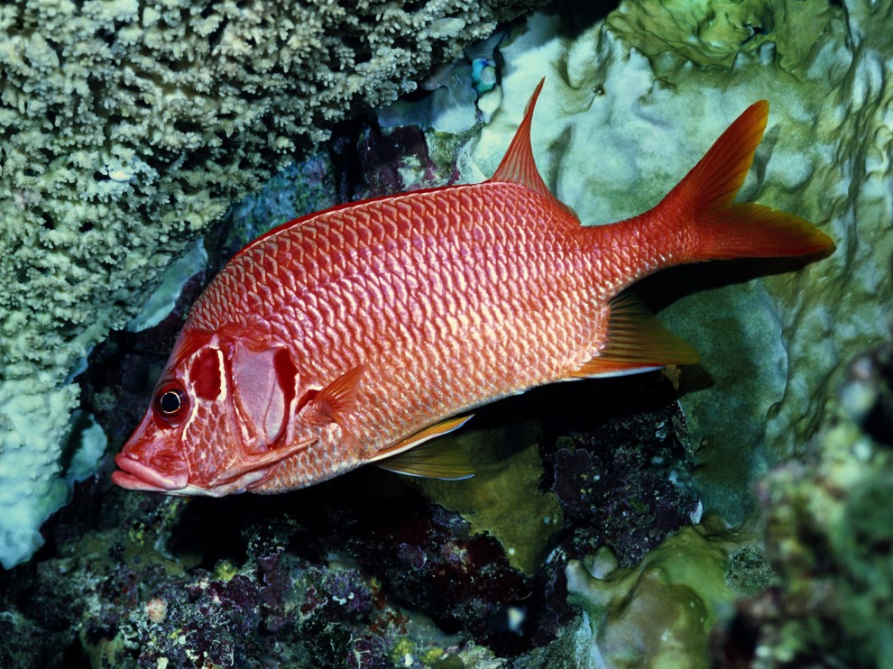 A beleza colorida estontenate do mundo subaqutico 56