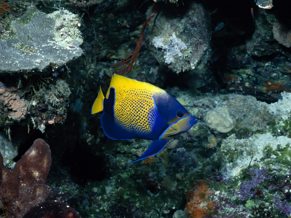 A beleza colorida estontenate do mundo subaqutico 57