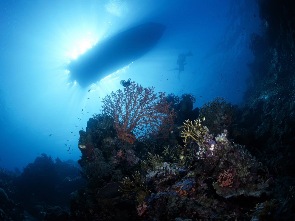 A beleza colorida estontenate do mundo subaqutico 58