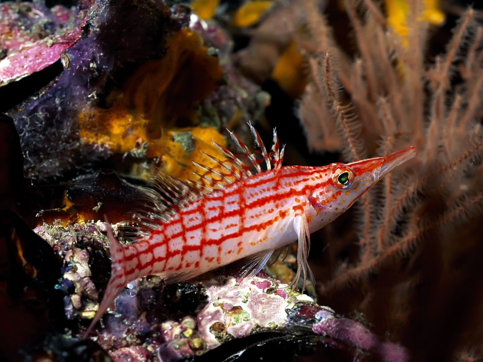 A beleza colorida estontenate do mundo subaqutico 61