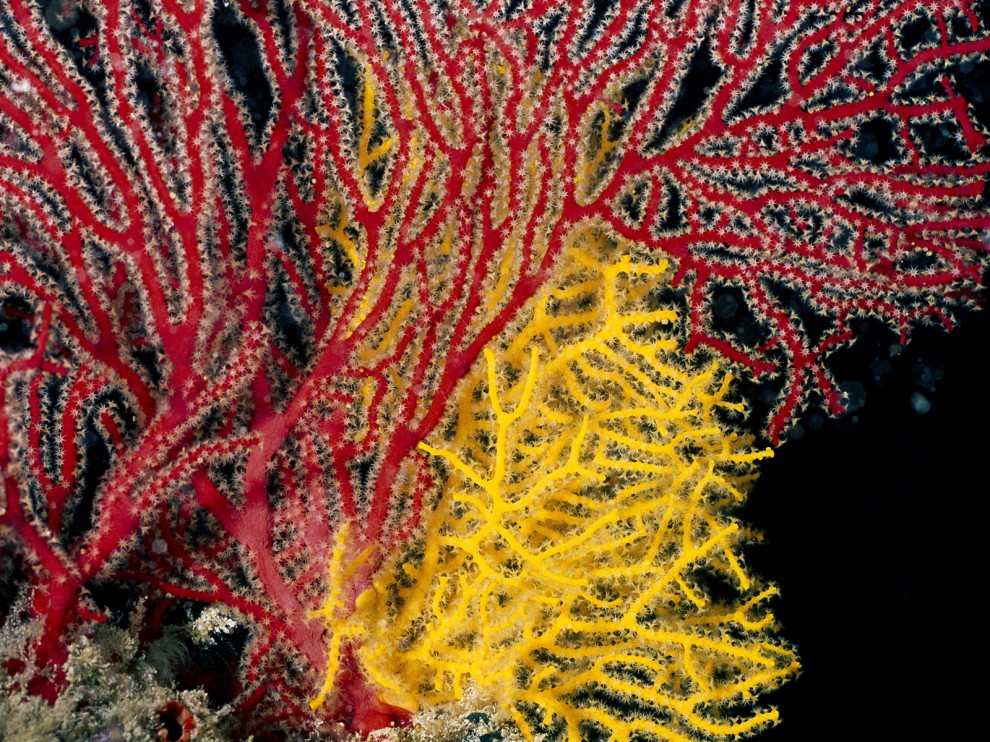 A beleza colorida estontenate do mundo subaqutico 62