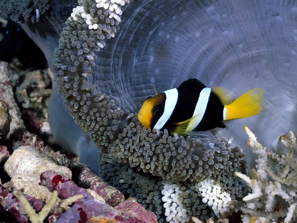 A beleza colorida estontenate do mundo subaqutico 64