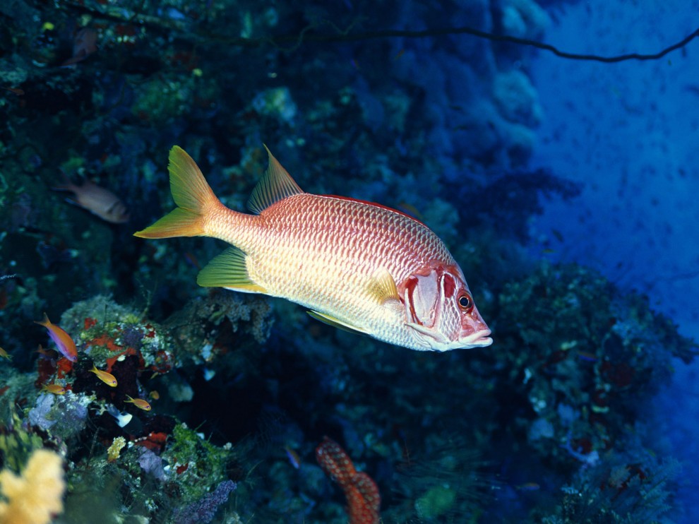 A beleza colorida estontenate do mundo subaqutico 65