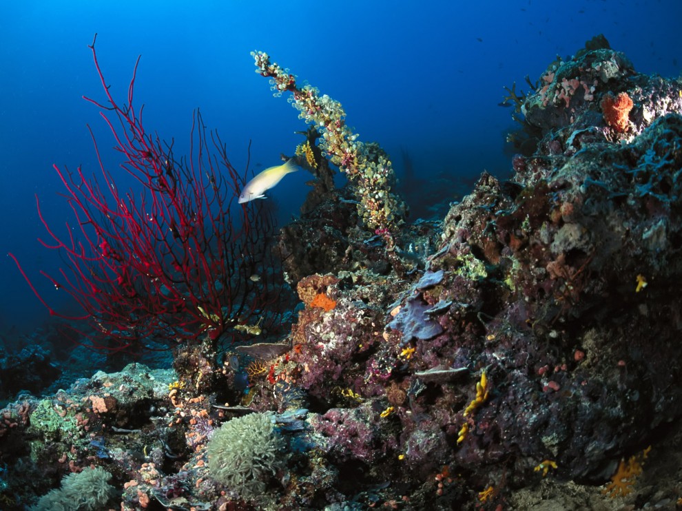A beleza colorida estontenate do mundo subaqutico 67